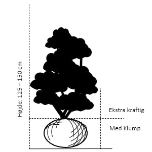 Søjletaks 'Rising Star' Taxus Media 'Rising Star' Med Klump,- 125-150 Cm. Ekstra Kraftige 4 Søjletaks 'Rising Star' Taxus Media 'Rising Star' Med Klump,- 125-150 Cm. Ekstra Kraftige - Billede 2