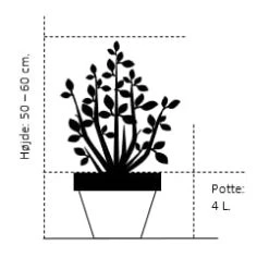Havtorn 'Hikul' (han) Hippophae Rhamnoides 'Hikul' (han) Potte 4,0 Liter,- 50-60 Cm. -Montoz Butik 1175 potte 4 0 liter 50 60 cm 4195