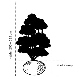 Hækthuja 'Brabant' Thuja Occidentalis 'Brabant' Med Klump,- 200-225 Cm. 4 Hækthuja 'Brabant' Thuja Occidentalis 'Brabant' Med Klump,- 200-225 Cm. - Billede 2