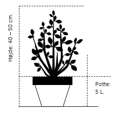 Sevenbom Juniperus Sabina Potte 5,0 Liter,- 40-50 Cm. 4 Sevenbom Juniperus Sabina Potte 5,0 Liter,- 40-50 Cm. - Billede 2