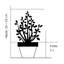 Krybende Enebær 'Prince Of Wales' Juniperus Horizontalis 'Prince Of Wales' Potte 2,0 Liter,- 20-25 Cm. 4 Krybende Enebær 'Prince Of Wales' Juniperus Horizontalis 'Prince Of Wales' Potte 2,0 Liter,- 20-25 Cm. - Billede 2