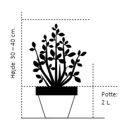 Almindelig Enebær 'Gold Cone' Juniperus Communis 'Gold Cone' Potte 2,0 Liter,- 30-40 Cm. 4 Almindelig Enebær 'Gold Cone' Juniperus Communis 'Gold Cone' Potte 2,0 Liter,- 30-40 Cm. - Billede 2