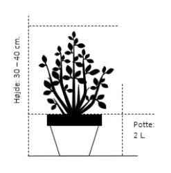 'Daisy's White' Picea Glauca 'Daisy's White' (dværgform) Potte 2,0 Liter,- 30-40 Cm.