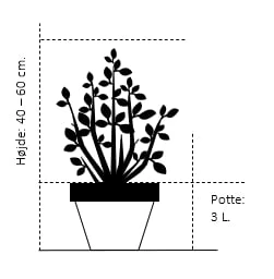 Hvidgran Picea Glauca Potte 3,0 Liter,- 40-60 Cm. 4 Hvidgran Picea Glauca Potte 3,0 Liter,- 40-60 Cm. - Billede 2