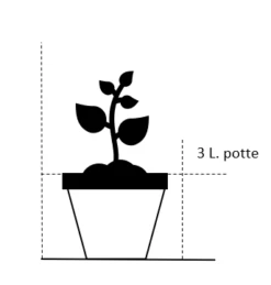 Silkepæon 'Scarlet O'Hara' Paeonia Lactiflora 'Scarlet O'Hara' 3,0 Liter Potte -Montoz Butik 198 3 0 liter potte 21ae