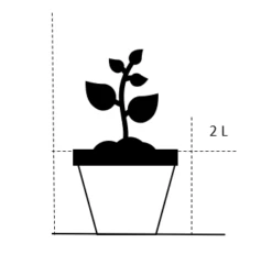 Smalbladet Elefantgræs 'Gracillimus' Miscanthus Sinensis 'Gracillimus' Potte 2 Liter. -Montoz Butik 20 2 liter ac43 45