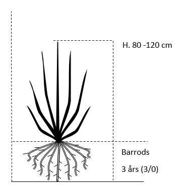 Rødbøg Til Hæk Fagus Sylvatica Purpurea Barrods,- 3 års (3/0) 80-120 Cm. 4 Rødbøg Til Hæk Fagus Sylvatica Purpurea Barrods,- 3 års (3/0) 80-120 Cm. - Billede 2