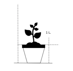 Porcelæns-Ærenspris 'Robusta' Veronica Gentianoides 'Robusta' 1 Liter Potte 6 Porcelæns-Ærenspris 'Robusta' Veronica Gentianoides 'Robusta' 1 Liter Potte -Montoz Butik 25 1 liter potte c4a2 366