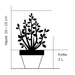 Dværg Stentaks 'Blue Gem' Podocarpus Lawrencii 'Blue Gem' Potte 3,0 Liter,- 20-25 Cm. 4 Dværg Stentaks 'Blue Gem' Podocarpus Lawrencii 'Blue Gem' Potte 3,0 Liter,- 20-25 Cm. - Billede 2