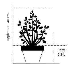 Schwerin's Fyr 'Wiethorst' Pinus X Schwerinii 'Wiethorst'(dværgform) Potte 2,5 Liter, - 30-40 Cm. 4 Schwerin's Fyr 'Wiethorst' Pinus X Schwerinii 'Wiethorst'(dværgform) Potte 2,5 Liter, - 30-40 Cm. - Billede 2