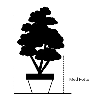 Julerose 'Christmas Carol' Helleborus Niger 'Christmas Carol' Med Potte 4 Julerose 'Christmas Carol' Helleborus Niger 'Christmas Carol' Med Potte - Billede 2