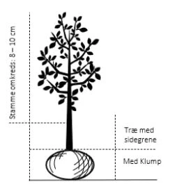 Sød Kirsebær 'Black Star' Selvbestøvende Prunus X 'Black Star' Selvbestøvende Træ Med Sidegrene,- Stammeomkreds 8-10 Cm. Med Klump -Montoz Butik 500 trae med sidegrene stammeomkreds 8 10 cm med klump 562e 1