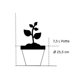Storfrugtet Hassel 'Rød Zellernød' Corylus Maxima 'Rød Zellernød' 7,5 Liter Potte 5 Storfrugtet Hassel 'Rød Zellernød' Corylus Maxima 'Rød Zellernød' 7,5 Liter Potte -Montoz Butik 56 7 5 liter potte f5d5 4
