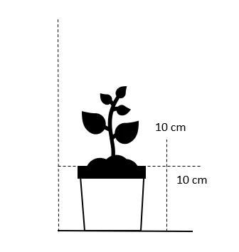 Almindelig Mjødurt Filipendula Ulmaria 10 Cm. Potte 4 Almindelig Mjødurt Filipendula Ulmaria 10 Cm. Potte - Billede 2