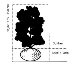 Nyankomne -Montoz Butik 670 solitaer busk 125 150 cm med klump 81eb 2