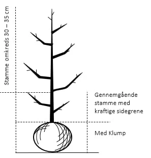Pære 'Gråpære' Pyrus Communis 'Gråpære' Gennemgående Stamme, Med Kraftige Sidegrene, 30-35 Cm. Omkreds, Med Klump 4 Pære 'Gråpære' Pyrus Communis 'Gråpære' Gennemgående Stamme, Med Kraftige Sidegrene, 30-35 Cm. Omkreds, Med Klump - Billede 2