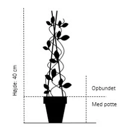 Tornfri Brombær 'Black Satin' Rubus Fruticosus 'Black Satin' Opbundet Til Ca. 40 Cm., Med Potte 9 Tornfri Brombær 'Black Satin' Rubus Fruticosus 'Black Satin' Opbundet Til Ca. 40 Cm., Med Potte -Montoz Butik 856 opbundet til ca 40 cm med potte 83ca