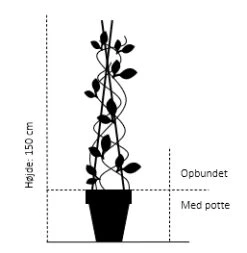 Ægte Kastanje 'Marigoule' Castanea Sativa 'Marigoule' Opbundet Til Ca. 150 Cm. Med Potte -Montoz Butik 919 opbundet til ca 150 cm med potte 8faf