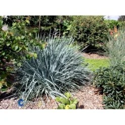 Blå Marehalm 'Blue Dune' Leymus Arenarius 'Blue Dune' 1 Liter Potte -Montoz Butik fi10290 leymus arenarius blue dune 14f0