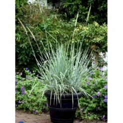 Blå Marehalm 'Blue Dune' Leymus Arenarius 'Blue Dune' 1 Liter Potte -Montoz Butik fi10290 leymus arenarius blue dune 85d8