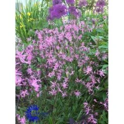 Trævlekrone Lychnis Flos-cuculi 10 Cm. Potte -Montoz Butik fi10459 lychnis flos cuculi e29c