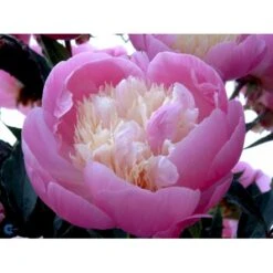 Silkepæon 'Bowl Of Beauty' Paeonia Lactiflora 'Bowl Of Beauty' 3,0 Liter Potte 13 Silkepæon 'Bowl Of Beauty' Paeonia Lactiflora 'Bowl Of Beauty' 3,0 Liter Potte -Montoz Butik fi10872 paeonia lactiflora bowl of beauty 7ac2