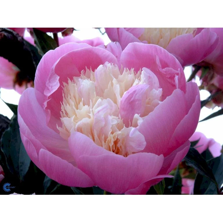 Silkepæon 'Bowl Of Beauty' Paeonia Lactiflora 'Bowl Of Beauty' 3,0 Liter Potte 8 Silkepæon 'Bowl Of Beauty' Paeonia Lactiflora 'Bowl Of Beauty' 3,0 Liter Potte - Billede 6