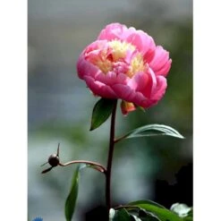 Silkepæon 'Bowl Of Beauty' Paeonia Lactiflora 'Bowl Of Beauty' 3,0 Liter Potte 12 Silkepæon 'Bowl Of Beauty' Paeonia Lactiflora 'Bowl Of Beauty' 3,0 Liter Potte -Montoz Butik fi10872 paeonia lactiflora bowl of beauty a2f4