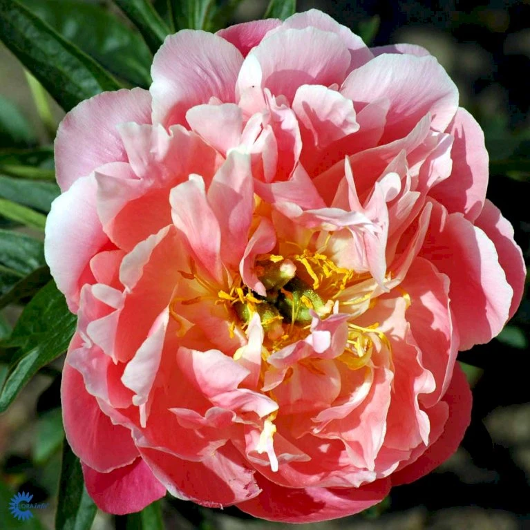 Silkepæon 'Dr. Alexander Fleming' Paeonia Lactiflora 'Dr. Alexander Fleming' 3,0 Liter Potte 5 Silkepæon 'Dr. Alexander Fleming' Paeonia Lactiflora 'Dr. Alexander Fleming' 3,0 Liter Potte - Billede 3