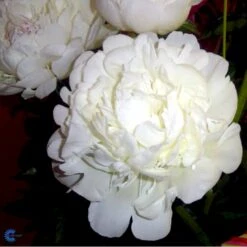 Silkepæon 'Festiva Maxima' Paeonia Lactiflora 'Festiva Maxima' 3,0 Liter Potte 18 Silkepæon 'Festiva Maxima' Paeonia Lactiflora 'Festiva Maxima' 3,0 Liter Potte -Montoz Butik fi10882 paeonia lactiflora festiva maxima 1a9d