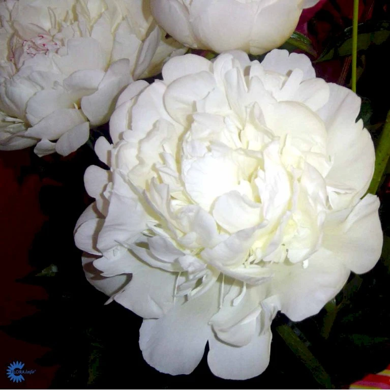 Silkepæon 'Festiva Maxima' Paeonia Lactiflora 'Festiva Maxima' 3,0 Liter Potte 10 Silkepæon 'Festiva Maxima' Paeonia Lactiflora 'Festiva Maxima' 3,0 Liter Potte - Billede 8