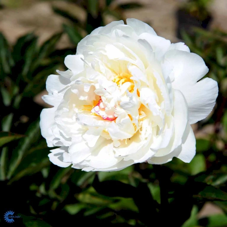 Silkepæon 'Festiva Maxima' Paeonia Lactiflora 'Festiva Maxima' 3,0 Liter Potte 9 Silkepæon 'Festiva Maxima' Paeonia Lactiflora 'Festiva Maxima' 3,0 Liter Potte - Billede 7