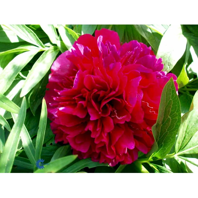 Silkepæon 'Karl Rosenfield' Paeonia Lactiflora 'Karl Rosenfield' 3,0 Liter Potte 9 Silkepæon 'Karl Rosenfield' Paeonia Lactiflora 'Karl Rosenfield' 3,0 Liter Potte - Billede 7