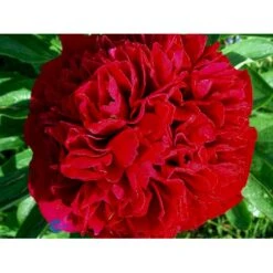 Silkepæon 'Karl Rosenfield' Paeonia Lactiflora 'Karl Rosenfield' 3,0 Liter Potte 20 Silkepæon 'Karl Rosenfield' Paeonia Lactiflora 'Karl Rosenfield' 3,0 Liter Potte -Montoz Butik fi10892 paeonia lactiflora karl rosenfield 3d99