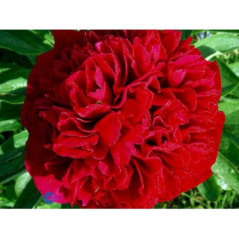 Silkepæon 'Karl Rosenfield' Paeonia Lactiflora 'Karl Rosenfield' 3,0 Liter Potte 11 Silkepæon 'Karl Rosenfield' Paeonia Lactiflora 'Karl Rosenfield' 3,0 Liter Potte - Billede 9