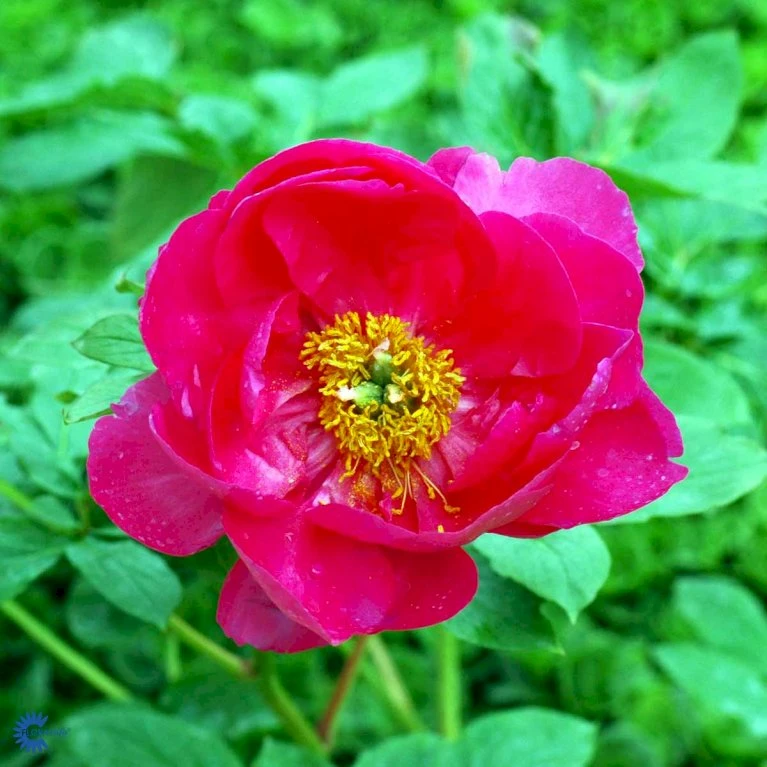 Silkepæon 'Paula Fay' Paeonia Lactiflora 'Paula Fay' 3,0 Liter Potte 6 Silkepæon 'Paula Fay' Paeonia Lactiflora 'Paula Fay' 3,0 Liter Potte - Billede 4