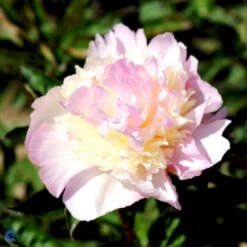 Silkepæon 'Raspberry Sundae' Paeonia Lactiflora 'Raspberry Sundae' 3,0 Liter Potte -Montoz Butik fi10904 paeonia lactiflora raspberry sundae 5972