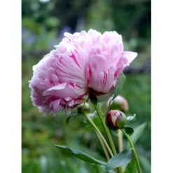 Silkepæon 'Sarah Bernhard' Paeonia Lactiflora 'Sarah Bernhard' 3,5 Liter Potte -Montoz Butik fi10908 paeonia lactiflora sarah bernhardt 28b3