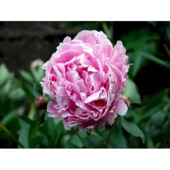 Silkepæon 'Sarah Bernhard' Paeonia Lactiflora 'Sarah Bernhard' 3,5 Liter Potte -Montoz Butik fi10908 paeonia lactiflora sarah bernhardt 54ea