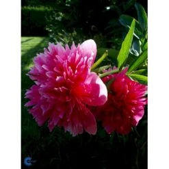 Silkepæon 'Sarah Bernhard' Paeonia Lactiflora 'Sarah Bernhard' 3,5 Liter Potte -Montoz Butik fi10908 paeonia lactiflora sarah bernhardt 742b