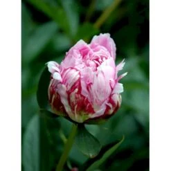 Silkepæon 'Sarah Bernhard' Paeonia Lactiflora 'Sarah Bernhard' 3,5 Liter Potte -Montoz Butik fi10908 paeonia lactiflora sarah bernhardt 920f