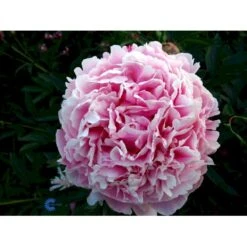 Silkepæon 'Sarah Bernhard' Paeonia Lactiflora 'Sarah Bernhard' 3,5 Liter Potte -Montoz Butik fi10908 paeonia lactiflora sarah bernhardt eb2c