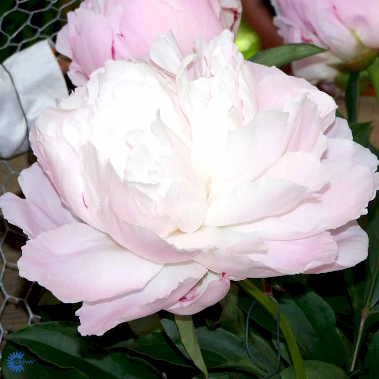 Silkepæon 'Shirley Temple' Paeonia Lactiflora 'Shirley Temple' 3,5 Liter Potte 8 Silkepæon 'Shirley Temple' Paeonia Lactiflora 'Shirley Temple' 3,5 Liter Potte - Billede 6