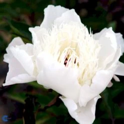 Silkepæon 'Shirley Temple' Paeonia Lactiflora 'Shirley Temple' 3,5 Liter Potte 13 Silkepæon 'Shirley Temple' Paeonia Lactiflora 'Shirley Temple' 3,5 Liter Potte -Montoz Butik fi10910 paeonia lactiflora shirley temple d3e2