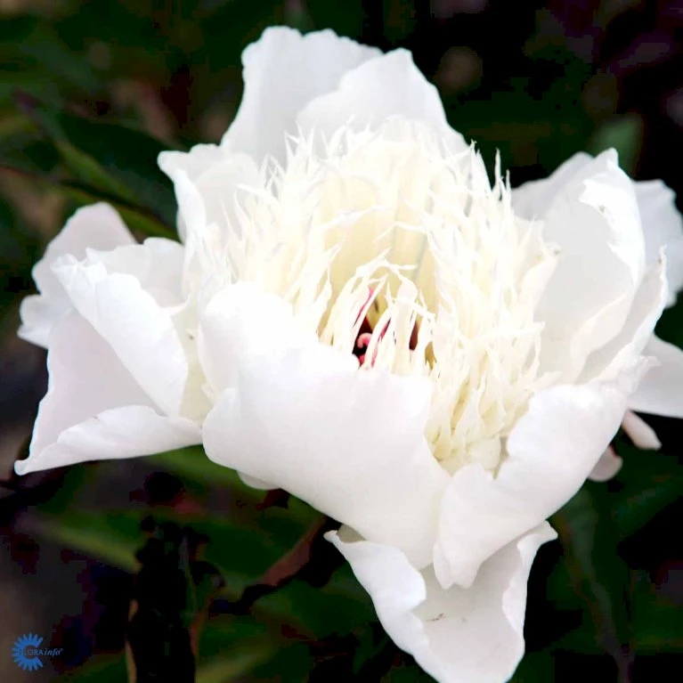 Silkepæon 'Shirley Temple' Paeonia Lactiflora 'Shirley Temple' 3,5 Liter Potte 7 Silkepæon 'Shirley Temple' Paeonia Lactiflora 'Shirley Temple' 3,5 Liter Potte - Billede 5