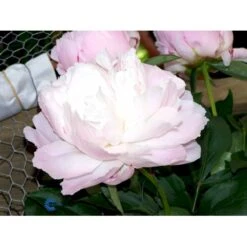 Silkepæon 'Shirley Temple' Paeonia Lactiflora 'Shirley Temple' 3,5 Liter Potte 15 Silkepæon 'Shirley Temple' Paeonia Lactiflora 'Shirley Temple' 3,5 Liter Potte -Montoz Butik fi10910 paeonia lactiflora shirley temple d432