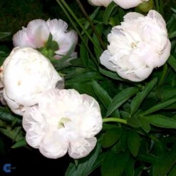 Bonderose 'Alba Plena' Paeonia Officinalis 'Alba Plena' 3,0 Liter Potte -Montoz Butik fi10924 paeonia officinalis alba plena 04de