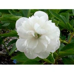 Bonderose 'Alba Plena' Paeonia Officinalis 'Alba Plena' 3,0 Liter Potte -Montoz Butik fi10924 paeonia officinalis alba plena 7059