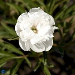 Bonderose 'Alba Plena' Paeonia Officinalis 'Alba Plena' 3,0 Liter Potte -Montoz Butik fi10924 paeonia officinalis alba plena 9f96