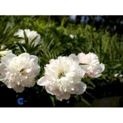Bonderose 'Alba Plena' Paeonia Officinalis 'Alba Plena' 3,0 Liter Potte -Montoz Butik fi10924 paeonia officinalis alba plena ce15